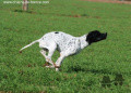 Pedigree RISTO DE L'AOURO Pedigree RISTO DE L'AOURO